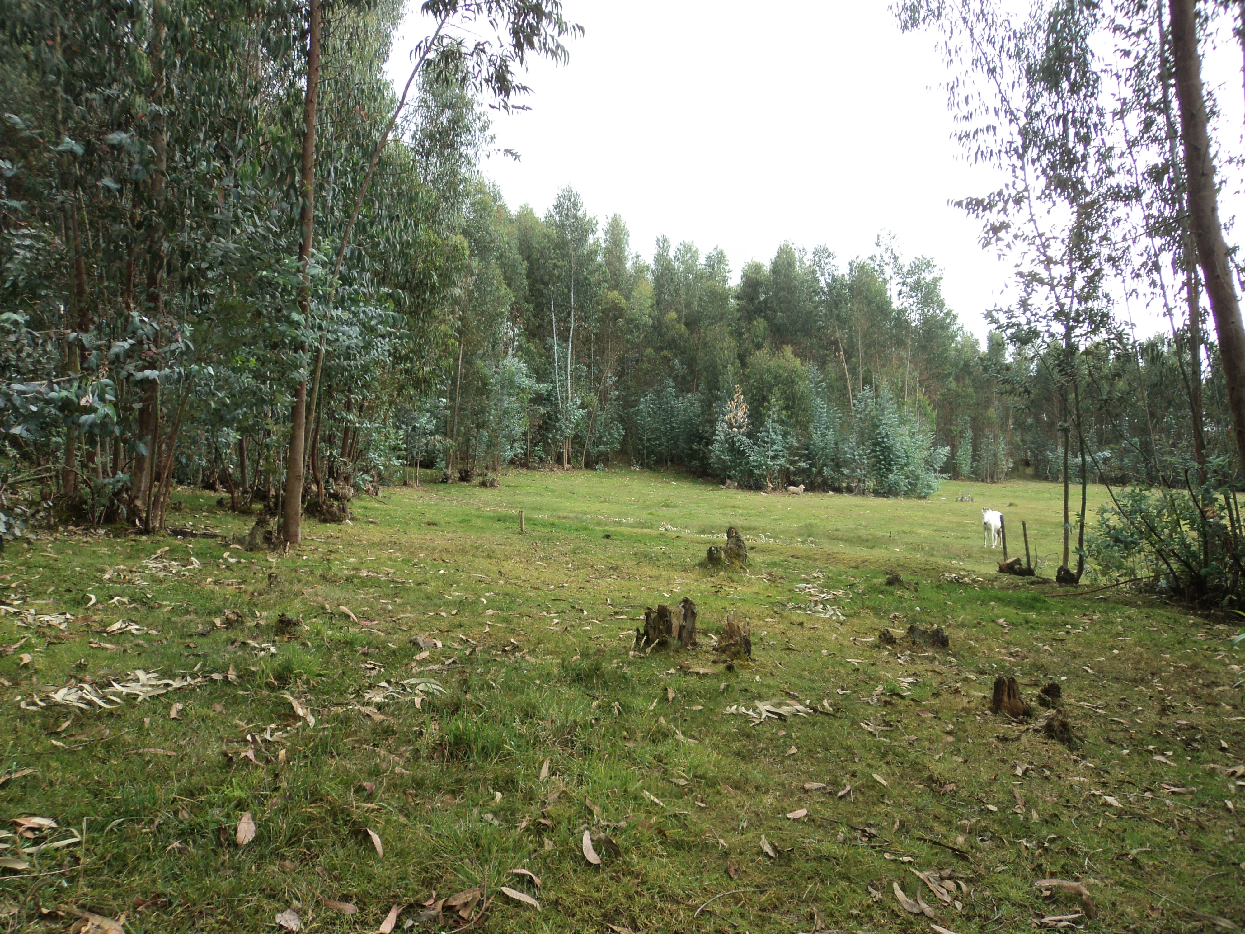 Ciudad del Futuro, Venta de hermoso terreno en San Miguel de Putuzhi a 2,46km de la Av. Ordoñez Lazo