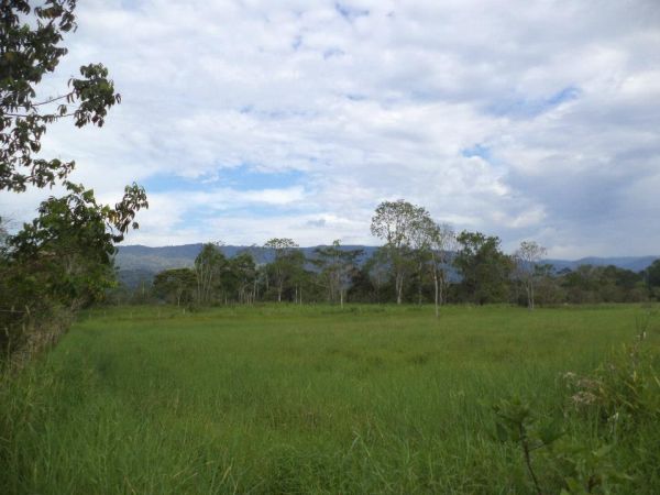 12 HECTAREAS EN HUAMBINIMI(SUCUA)