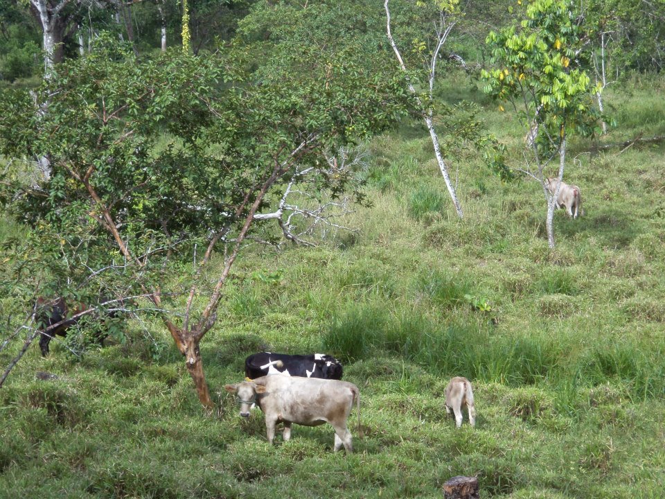 12 HECTAREAS EN HUAMBINIMI(SUCUA)