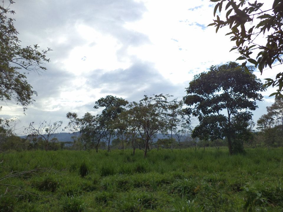12 HECTAREAS EN HUAMBINIMI(SUCUA)