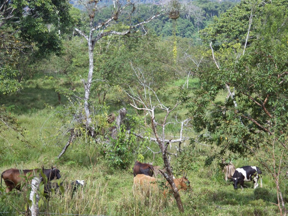 12 HECTAREAS EN HUAMBINIMI(SUCUA)