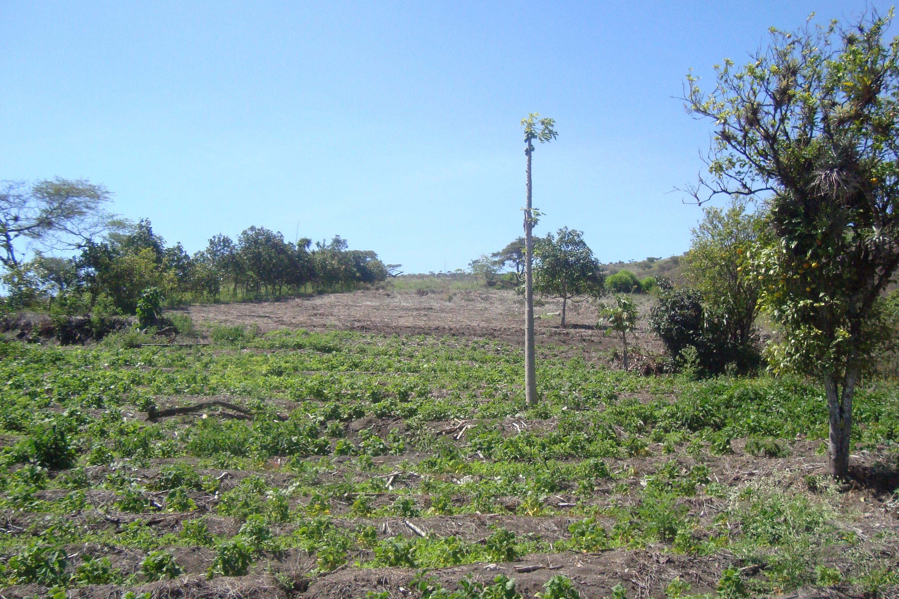 FINCA EN YUNGUILLA