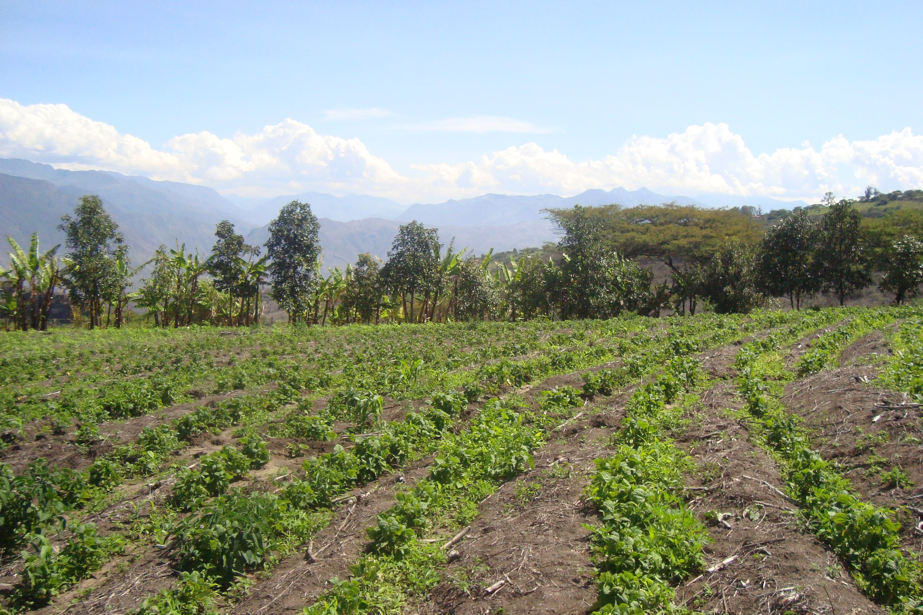 FINCA EN YUNGUILLA