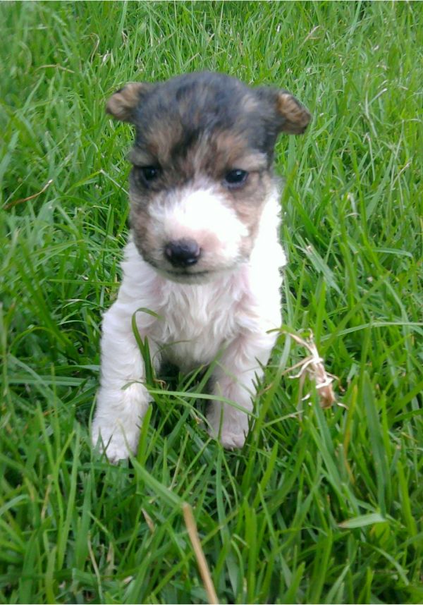 vendo cachorra fox terrier