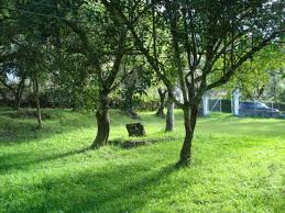 Quinta en Venta a Crédito con plantas frutales sector Planeta Azul Gualaceo-Ecuador