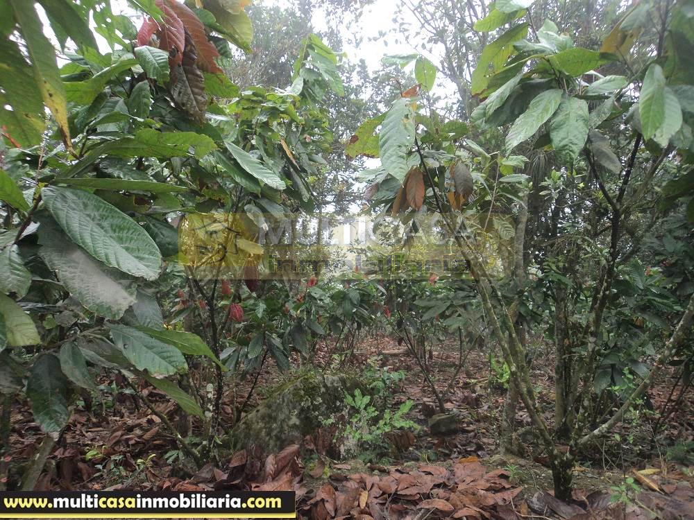 Sitio en Venta a crédito produce Cacao y Frutas Cítricas sector Sarayunga Girón - Ecuador