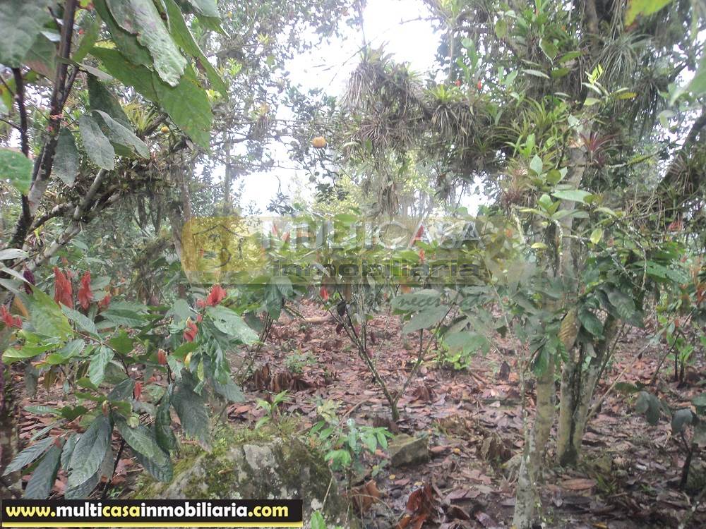 Sitio en Venta a crédito produce Cacao y Frutas Cítricas sector Sarayunga Girón - Ecuador