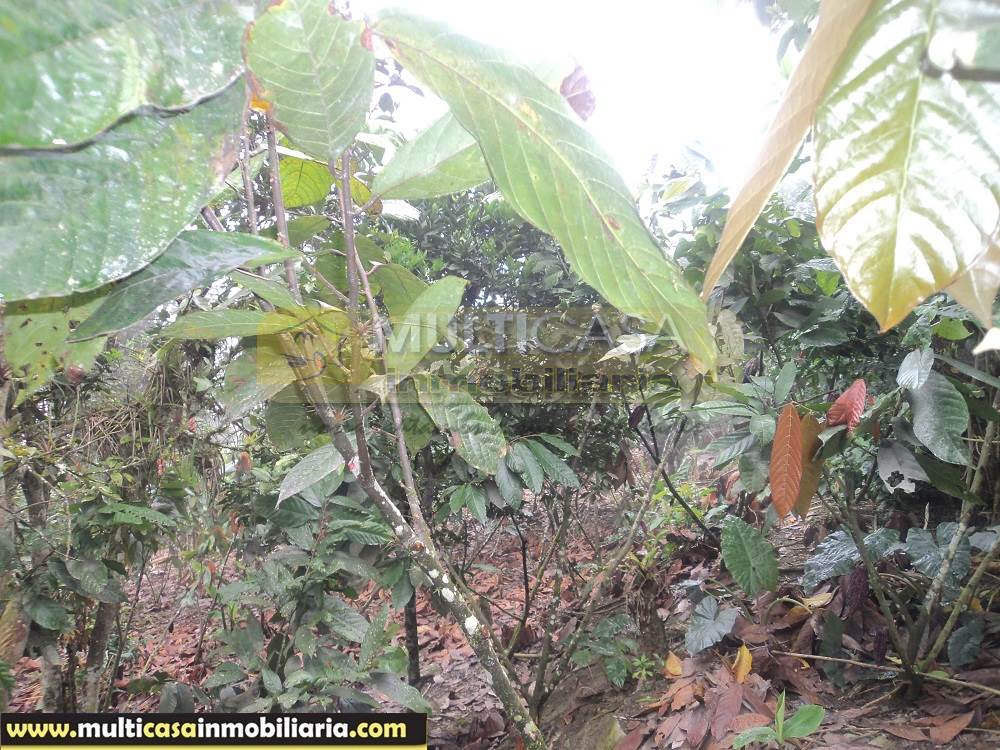 Sitio en Venta a crédito produce Cacao y Frutas Cítricas sector Sarayunga Girón - Ecuador