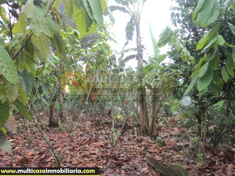 Sitio en Venta a crédito produce Cacao y Frutas Cítricas sector Sarayunga Girón - Ecuador