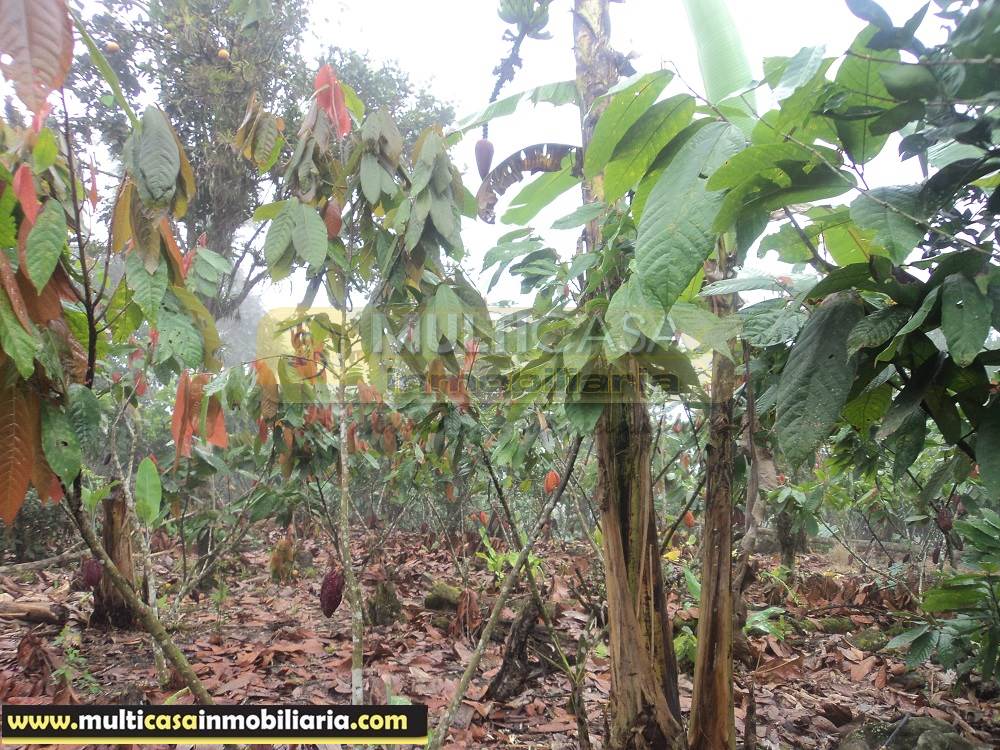 Sitio en Venta a crédito produce Cacao y Frutas Cítricas sector Sarayunga Girón - Ecuador