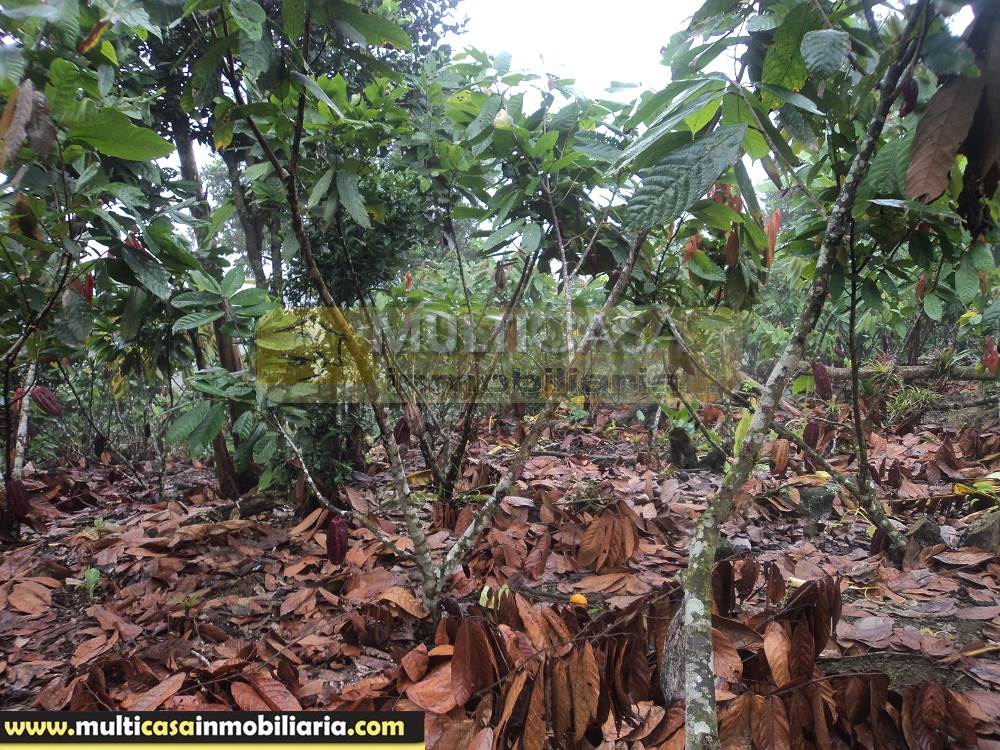 Sitio en Venta a crédito produce Cacao y Frutas Cítricas sector Sarayunga Girón - Ecuador