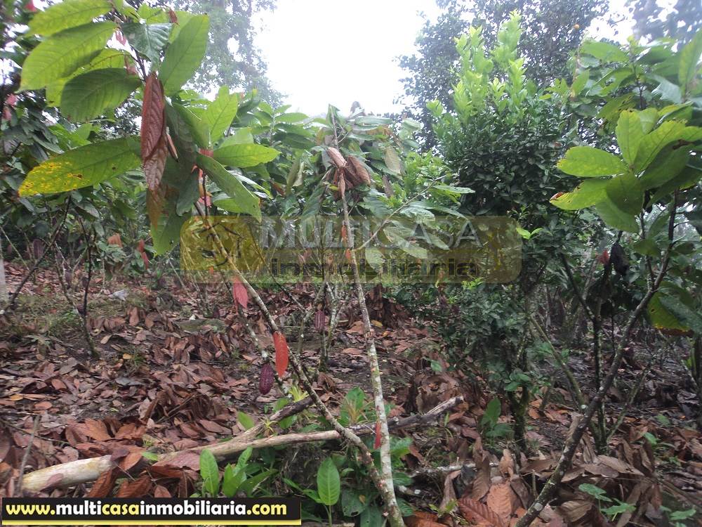 Sitio en Venta a crédito produce Cacao y Frutas Cítricas sector Sarayunga Girón - Ecuador