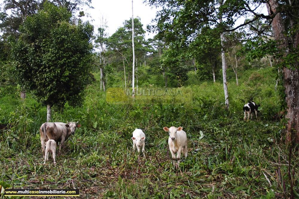 Finca en Venta a crédito bañada en agua sector Logroño Macas - Ecuador