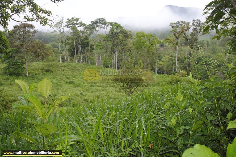 Finca en Venta a crédito bañada en agua sector Logroño Macas - Ecuador