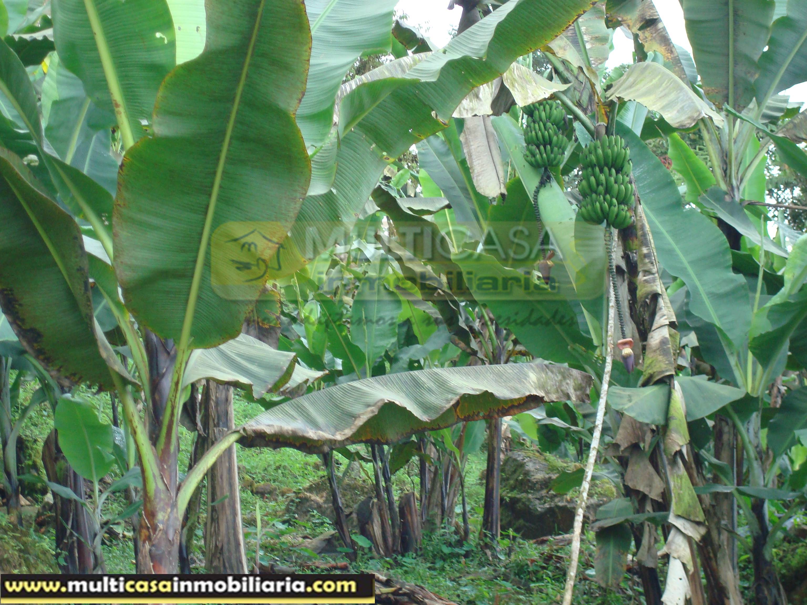 Hacienda en Venta a crédito sector Molleturo-Vía Guayaquil Cuenca - Ecuador