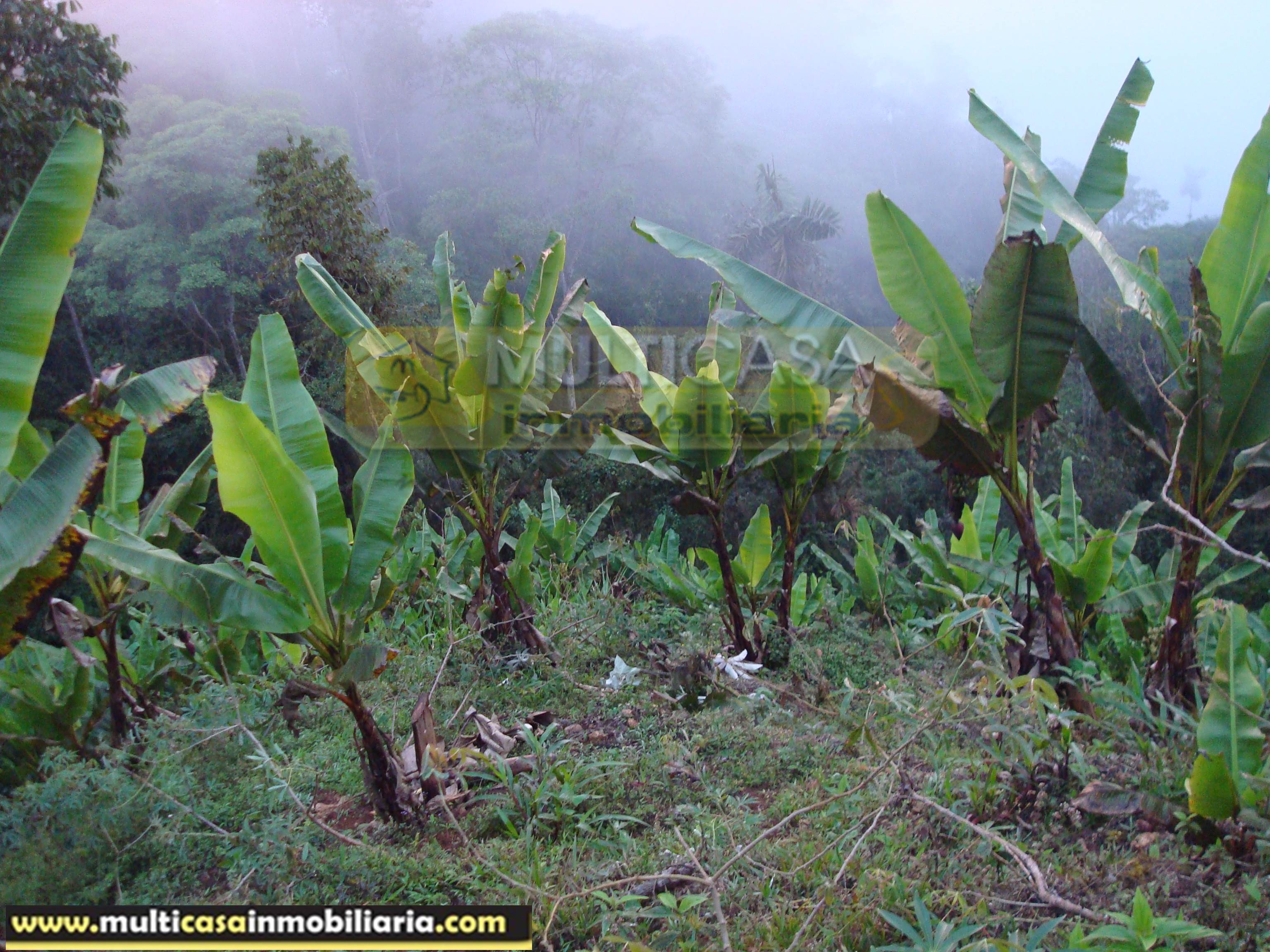 Hacienda en Venta a crédito sector Molleturo-Vía Guayaquil Cuenca - Ecuador