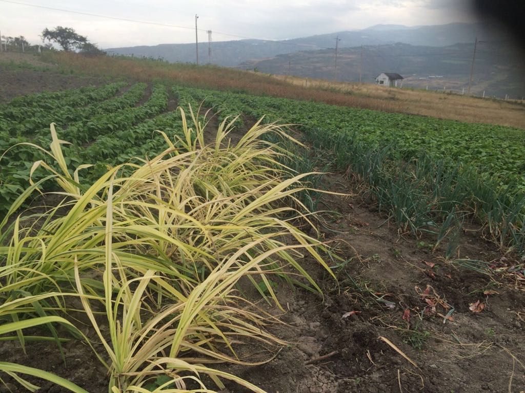 Vendo Lotes en Yunguilla (Sulupali)