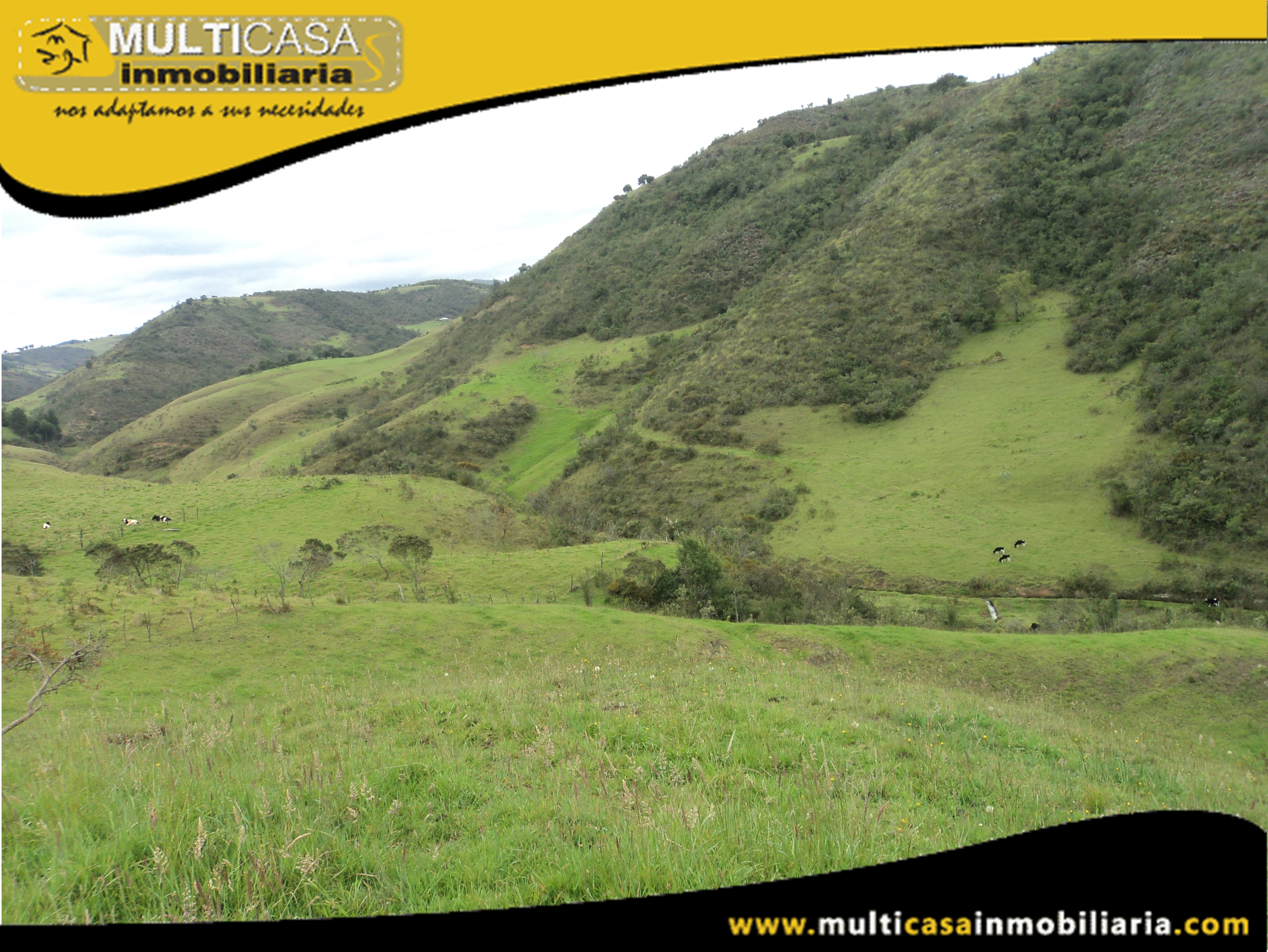 Terreno en Venta a Crédito con ganado Sector Atucloma-Tarqui Cuenca-Ecuador