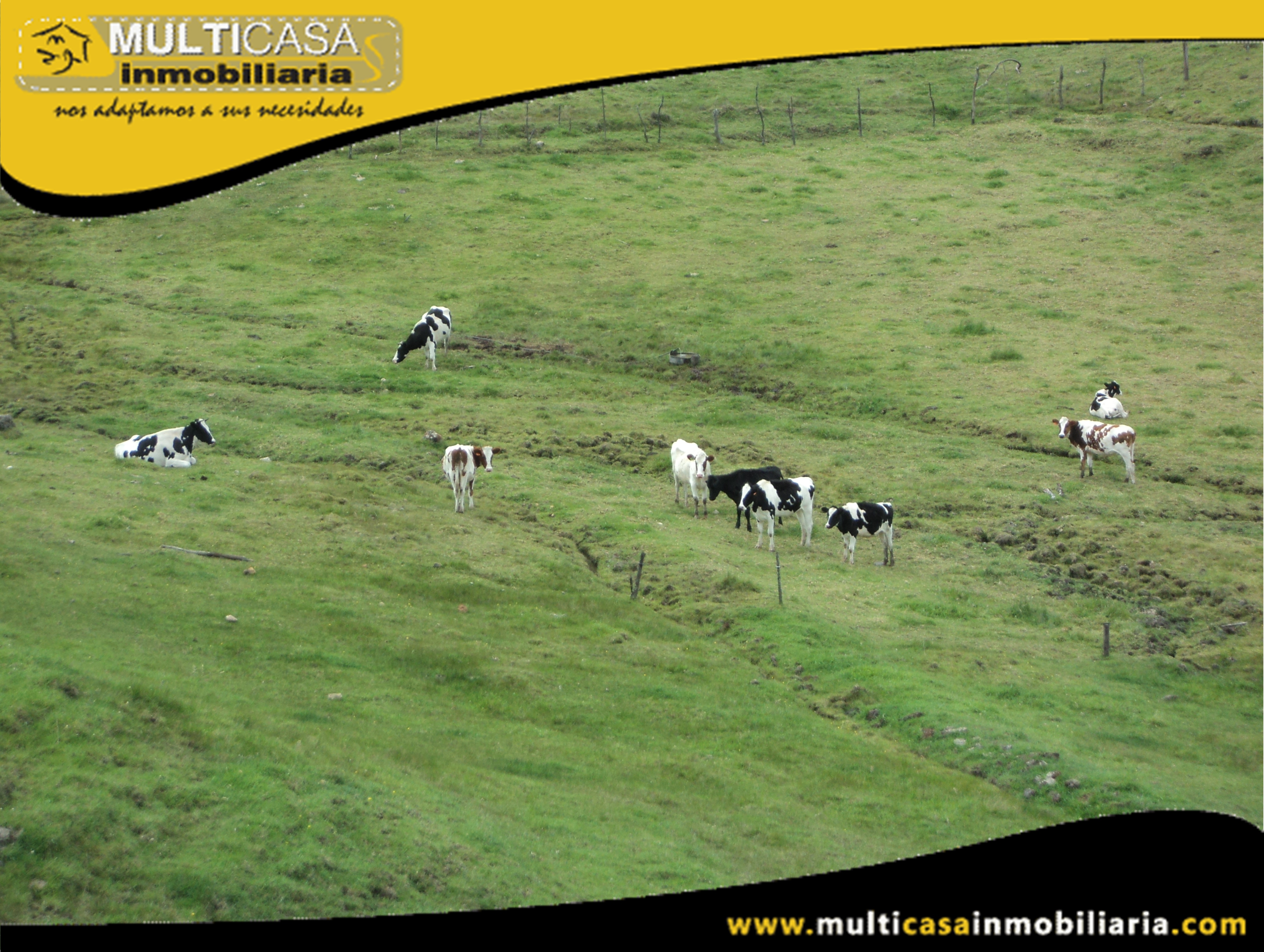 Terreno en Venta a Crédito con ganado Sector Atucloma-Tarqui Cuenca-Ecuador