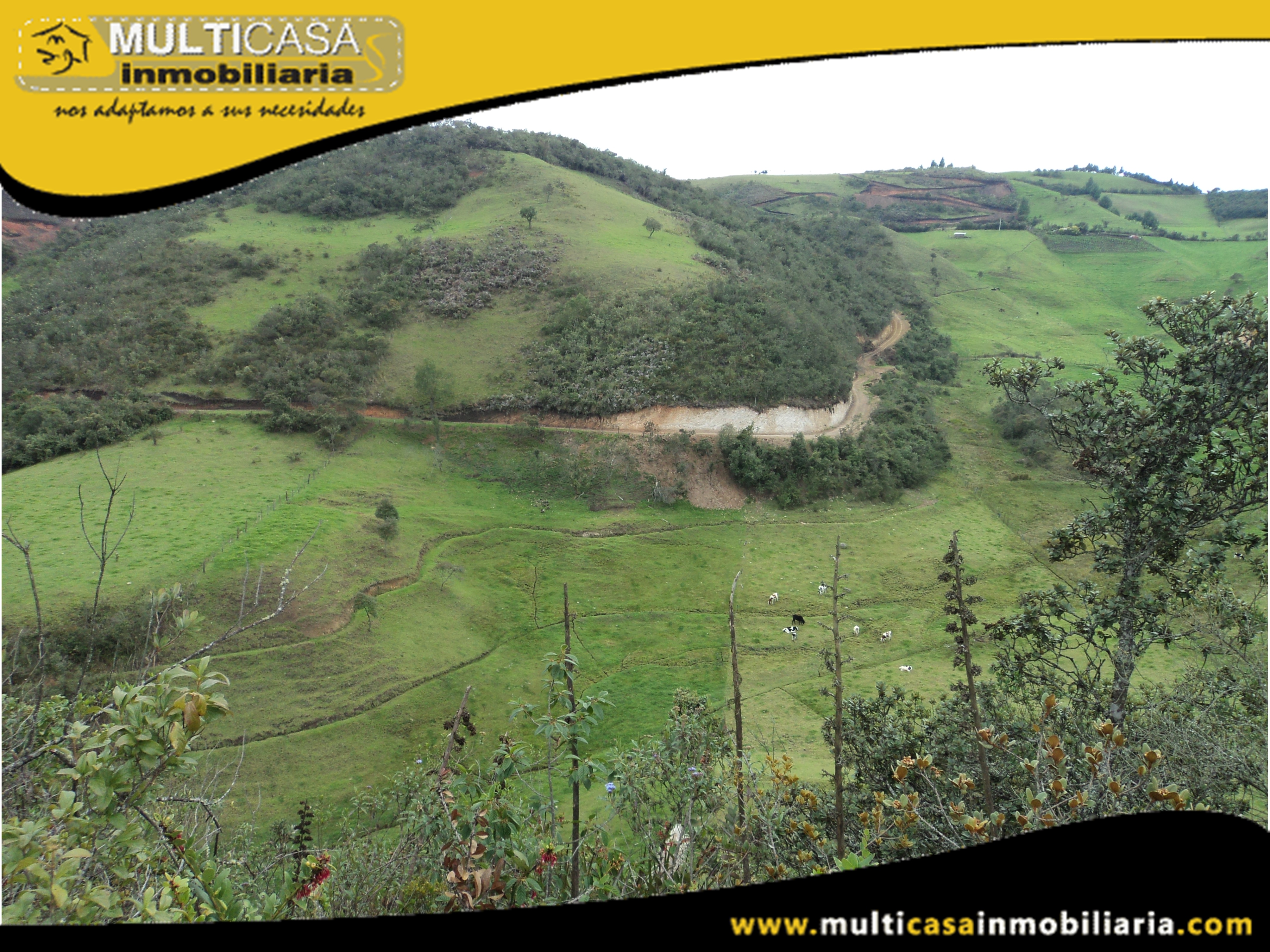 Terreno en Venta a Crédito con ganado Sector Atucloma-Tarqui Cuenca-Ecuador