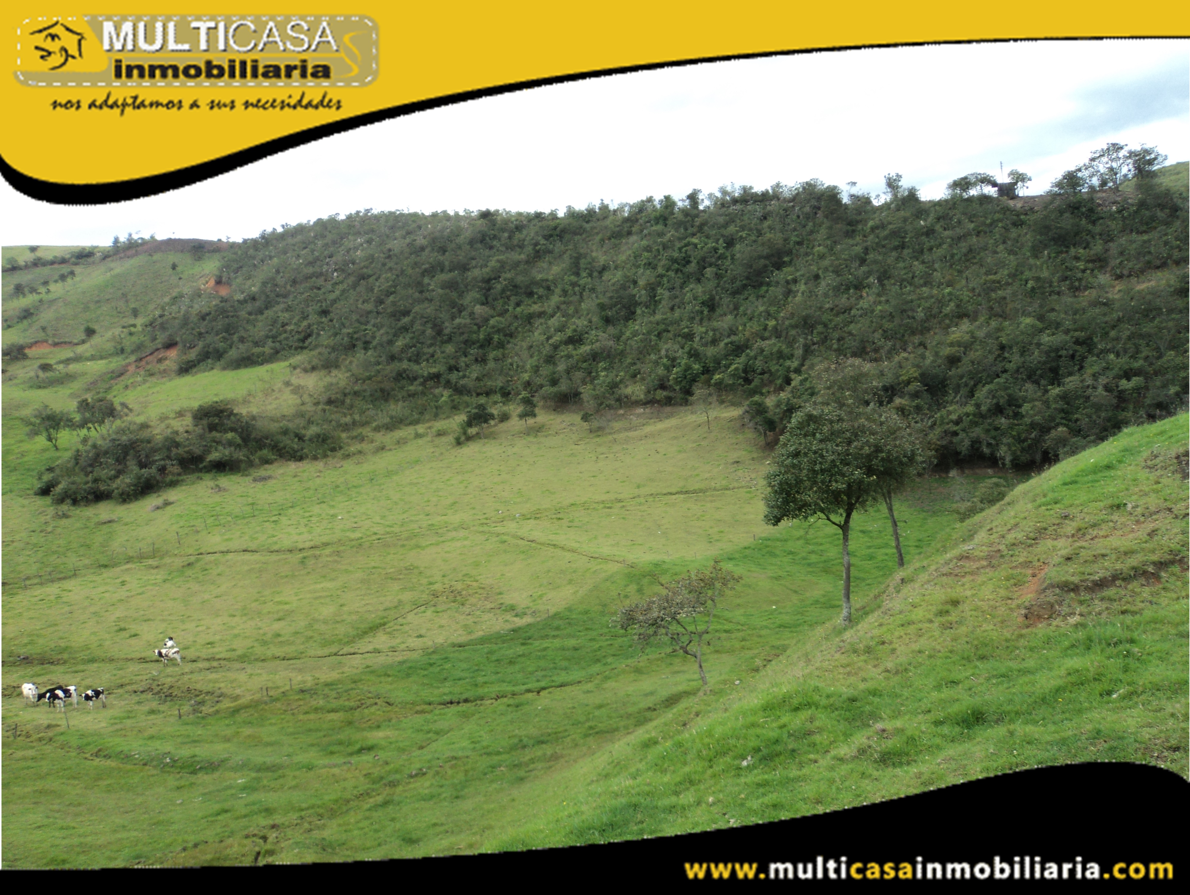 Terreno en Venta a Crédito con ganado Sector Atucloma-Tarqui Cuenca-Ecuador