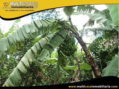 Terreno en Venta para cultivo a Crédito Sector Yunguilla - Ecuador