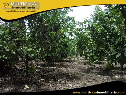 Terreno en Venta para cultivo a Crédito Sector Yunguilla - Ecuador