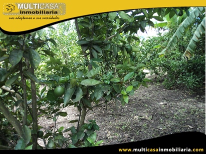 Terreno en Venta para cultivo a Crédito Sector Yunguilla - Ecuador