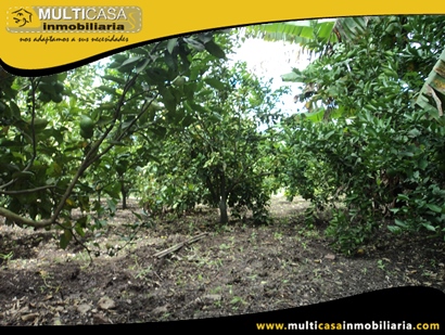 Terreno en Venta para cultivo a Crédito Sector Yunguilla - Ecuador