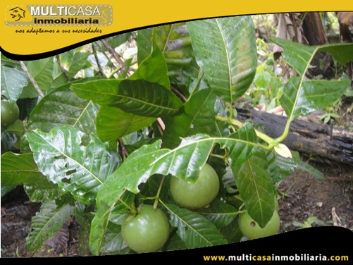 Hacienda en Venta a Crédito Sector Canoa Rota Gualaquiza - Ecuador