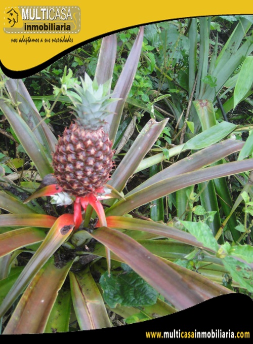 Hacienda en Venta a Crédito Sector Canoa Rota Gualaquiza - Ecuador