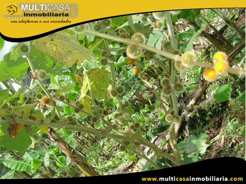 Hacienda en Venta a Crédito Sector Canoa Rota Gualaquiza - Ecuador