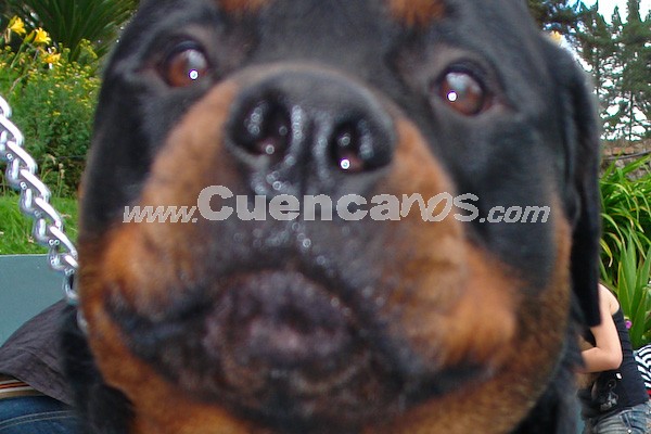 Exhibición Canina Pro plan Cuenca 2008