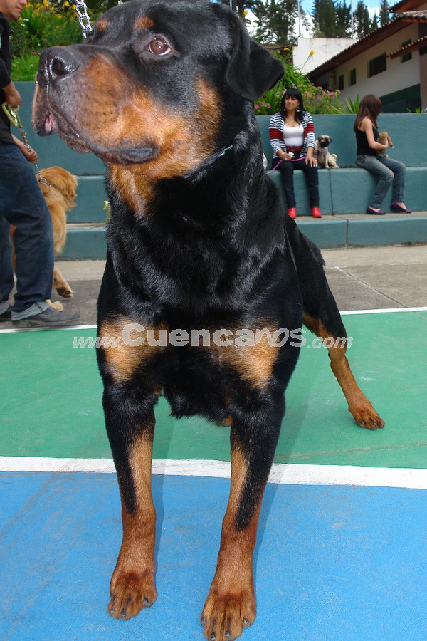 Exhibición Canina Pro plan Cuenca 2008