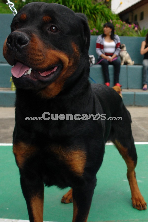 Exhibición Canina Pro plan Cuenca 2008