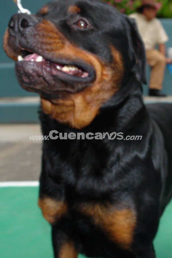 Exhibición Canina Pro plan Cuenca 2008