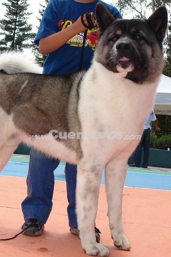 Exhibición Canina Pro plan Cuenca 2008