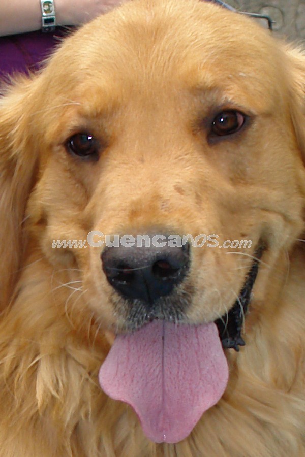 Exhibición Canina Pro plan Cuenca 2008
