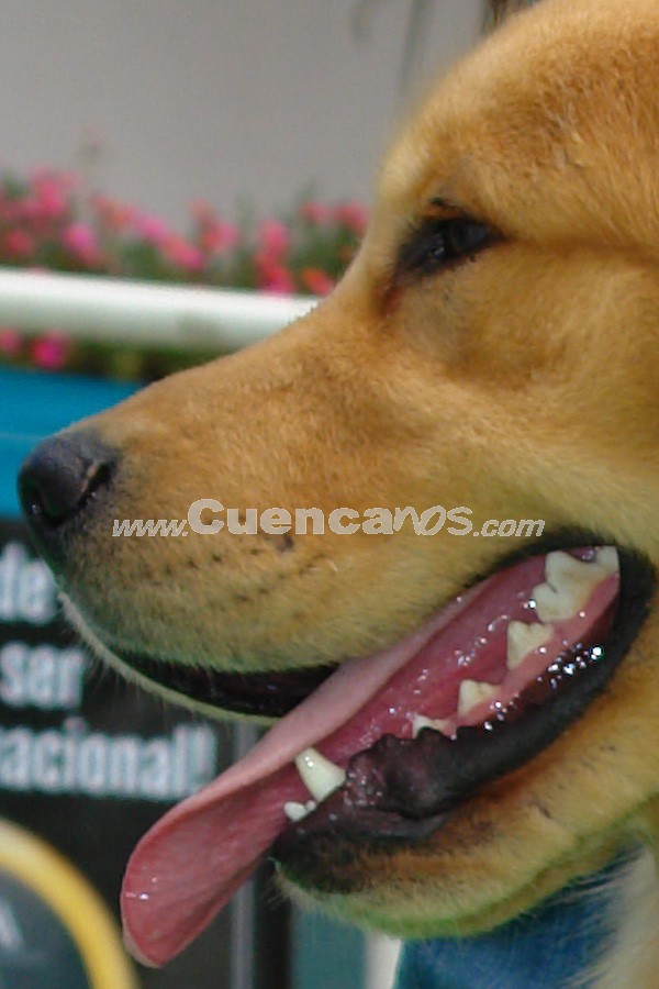 Exhibición Canina Pro plan Cuenca 2008