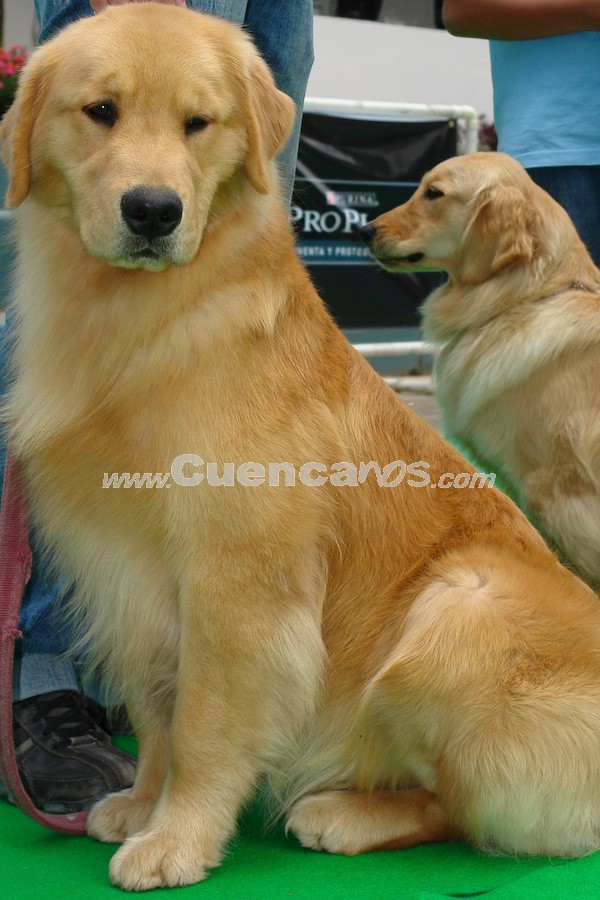Exhibición Canina Pro plan Cuenca 2008