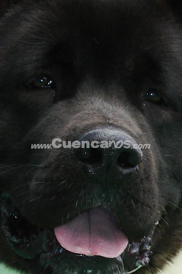 Exhibición Canina Pro plan Cuenca 2008