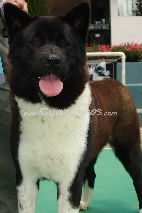 Exhibición Canina Pro plan Cuenca 2008