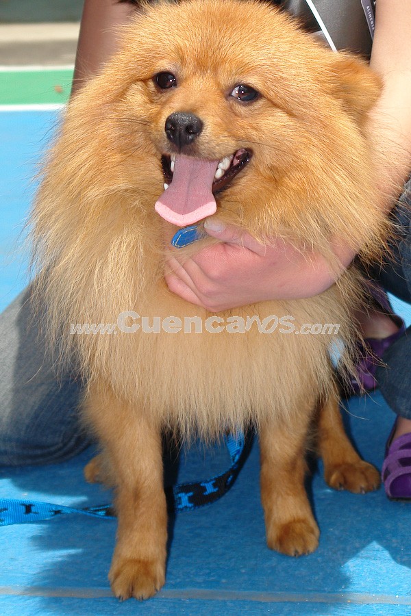 Exhibición Canina Pro plan Cuenca 2008