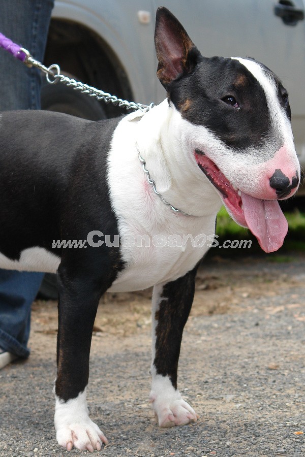 Exhibición Canina Pro plan Cuenca 2008