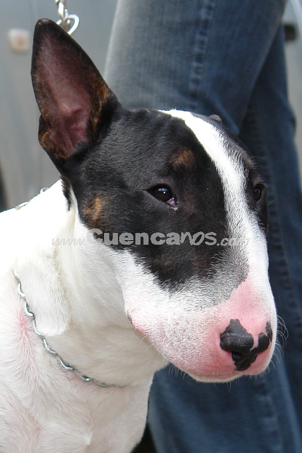 Exhibición Canina Pro plan Cuenca 2008