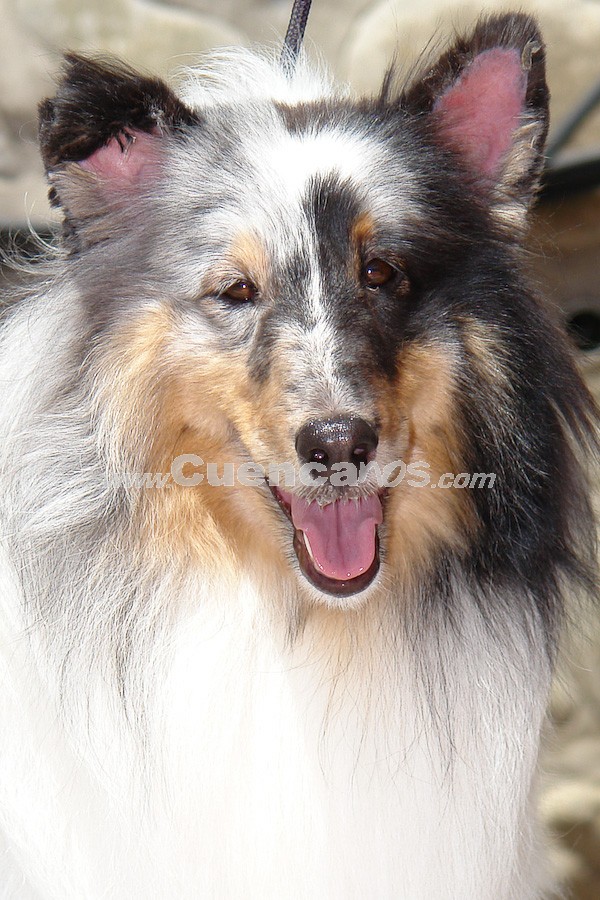 Exhibición Canina Pro plan Cuenca 2008