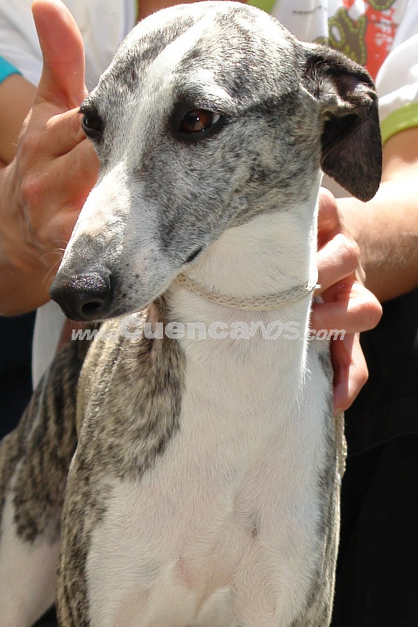 Exhibición Canina Pro plan Cuenca 2008