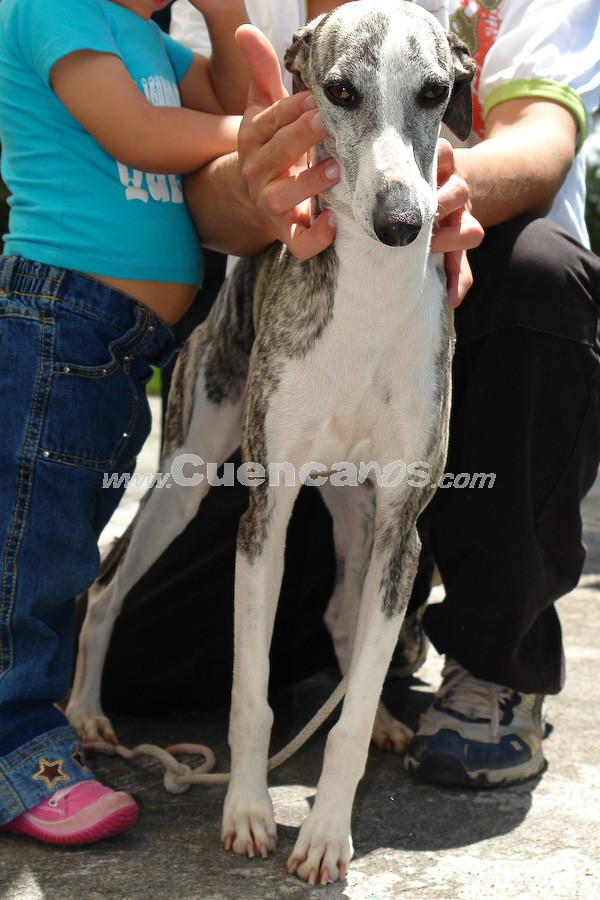 Exhibición Canina Pro plan Cuenca 2008