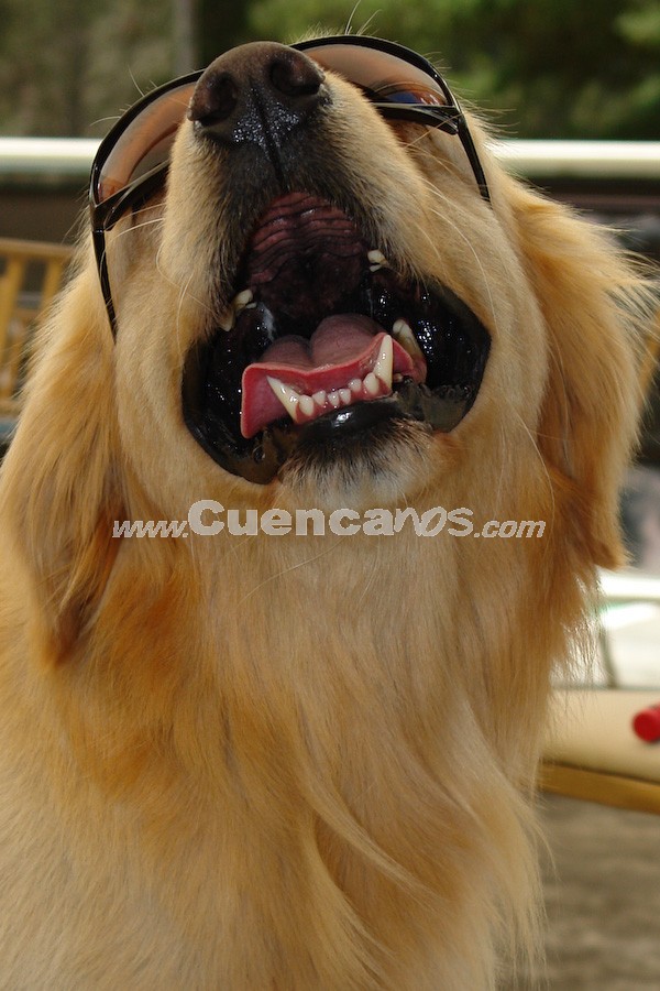 Exhibición Canina Pro plan Cuenca 2008