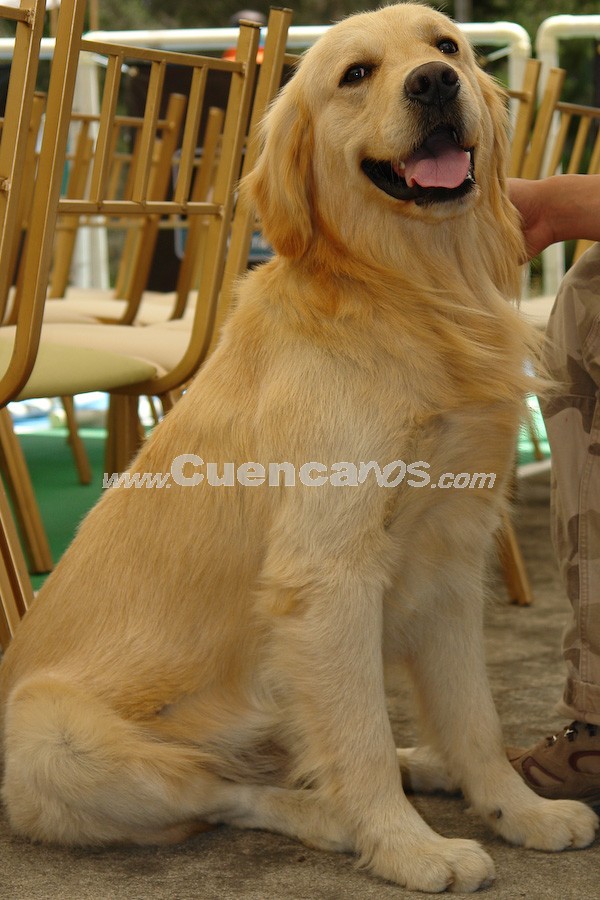 Exhibición Canina Pro plan Cuenca 2008